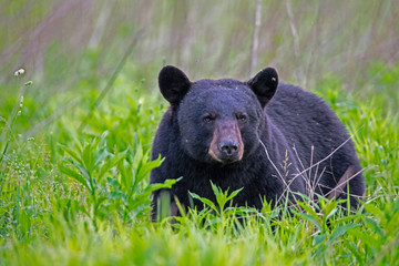 Single Black Bear feeds on green grass in the Smoky Mountains. - 252136824