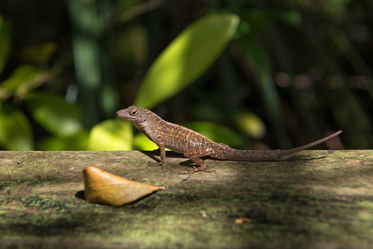 USA, Florida, Copeland, Fakahatchee Strand Preserve State Park, Bahaman anole