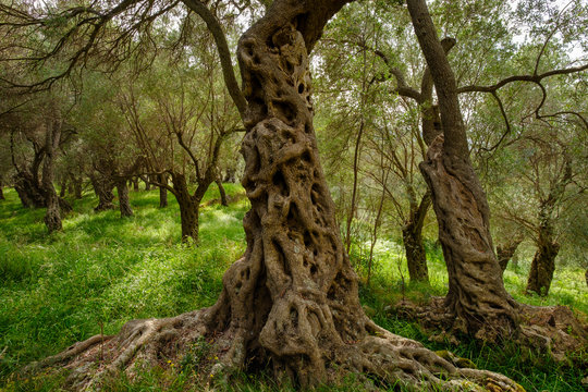 Fototapeta Montenegro, old olive trees near Ulcinj