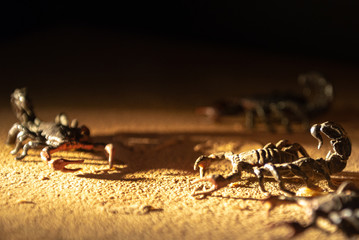 Fake scorpions of the desert over sand