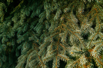 Natural background. Green spruce branches