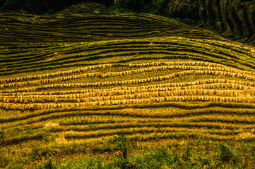 Rice terraces scenery in autumn, Longsheng, China 