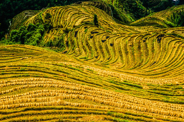 Rice terraces scenery in autumn, Longsheng, China 