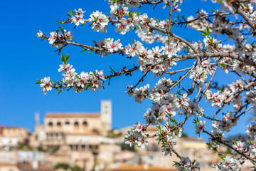 Almond blossom season in village Selva, Mallorca