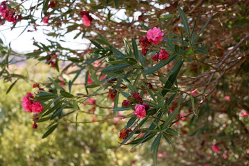 Pink nerium flowers in bloom. Selective focus.