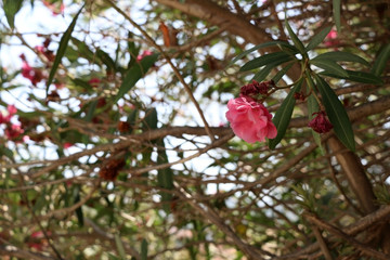 Pink nerium flowers in bloom. Selective focus.