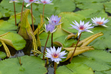 Water lily in Japan