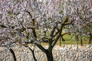 Almond blossom season in Mallorca