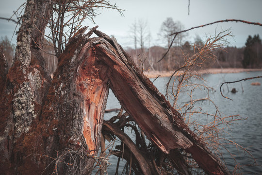 abgebrochener baum