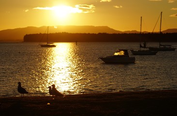 Naklejka premium カモメ達が舞うタウランガの夕焼け