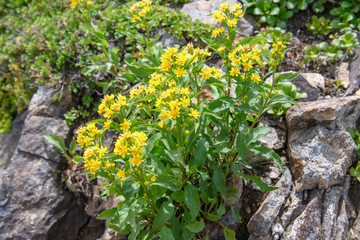 ミヤマアキノキリンソウ