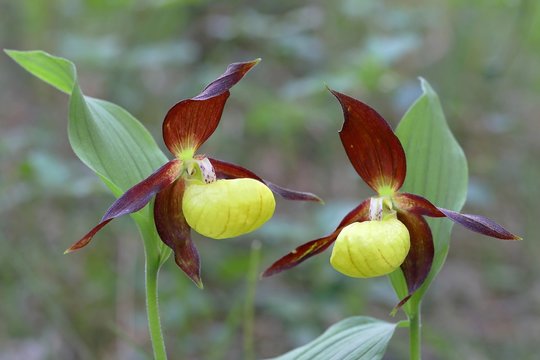 Yellow lady's slipper orchid (Cypripedium calceolus), blossoms, Thuringia, Germany, Europe