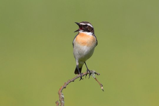 Whinchat (Saxicola rubetra), singing male, Siegerland, North Rhine-Westphalia, Germany, Europe