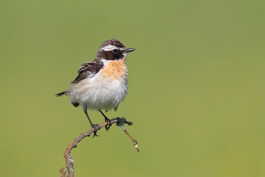 Whinchat (Saxicola rubetra), male sitting on branch, Siegerland, North Rhine-Westphalia, Germany, Europe