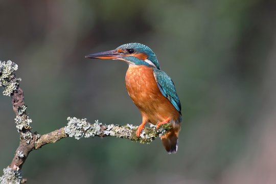 Kingfisher (Alcedo atthis), female sitting on lichen covered branch, Siegerland, North Rhine-Westphalia, Germany, Europe