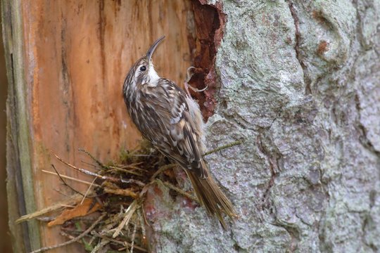 Eurasian Treecreeper (Certhia familiaris) on a tree trunk, Siegerland, North Rhine-Westphalia, Germany, Europe