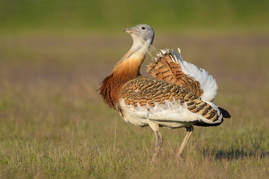 Great bustard (Otis tarda), cock walking over a meadow, Extremadura, Spain, Europe