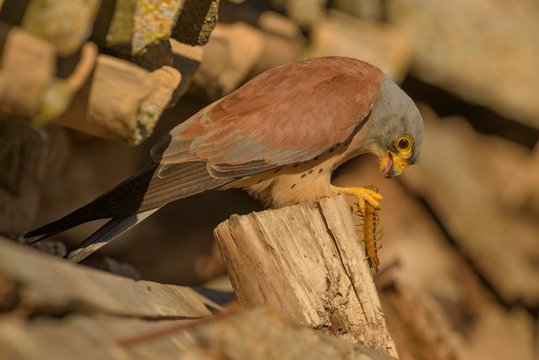 Lesser Kestrel (Falco naumanni), adult, male with prey, Centipede (Chilopoda), Extremadura, Spain, Europe