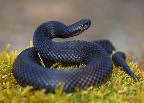 Common European Viper (Vipera berus), Common European adder, black morph in attack position, Augsburg, Bavaria, Germany, Europe