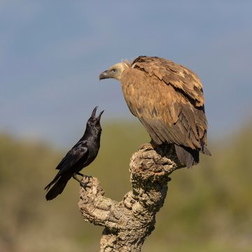 Griffon vulture (Gyps fulvus), juvenile and raven (Corvus corax), fighting on branch of a cork oak, Extremadura, Spain, Europe