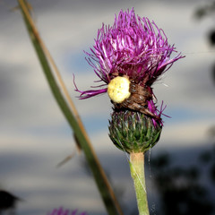 Krabbenspinne
