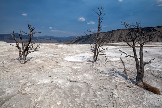 Dead trees standing in mineral deposits, sintered terraces, Main Terrace, Mammoth Hot Springs, Yellowstone National Park, Wyoming, USA, North America