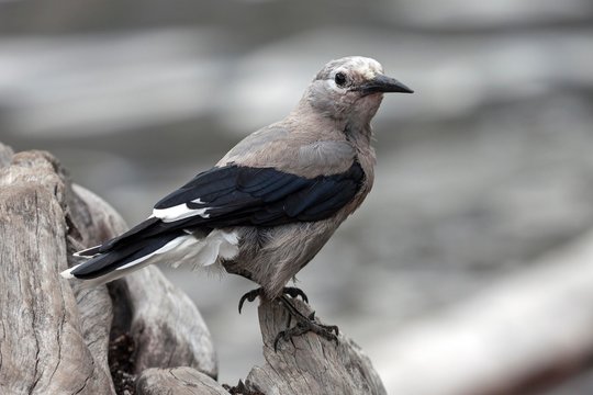 Clark's nutcracker (Nucifraga columbiana), Banff National Park, Rocky Mountains, Alberta, Canada, North America