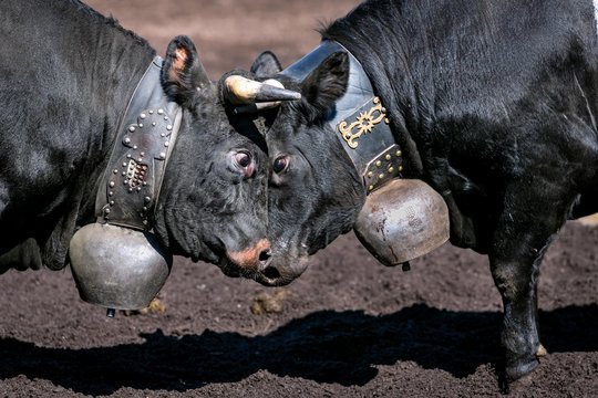 Herens cows locking horns during a cow fight, tradition, heritage from the Valais, Le Chable, Switzerland, Europe