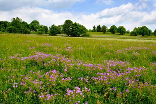 Meadow cranesbill (Geranium pratense), Nordhalben, Franconian Forest, Upper Franconia, Franconia, Bavaria, Germany, Europe
