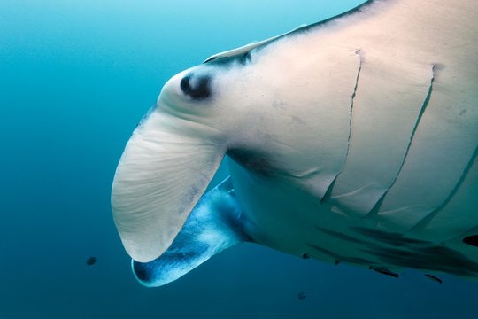Reef manta ray (manta alfredi), eye, head, gills, head pills, side view, Raja Ampat, West Papua, Pacific, Indonesia, Asia