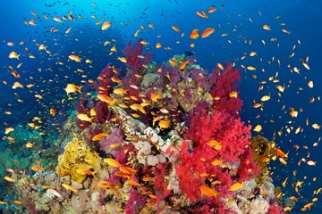Anthozoa Premium Stock Images Templates And 3d Assets