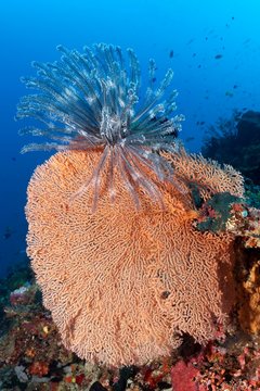 Feather star (Dichrometra flagellata) sitting on red coral (Acabaria splendens), Palawan, Mimaropa, Sulu lake, Pacific, Philippines, Asia