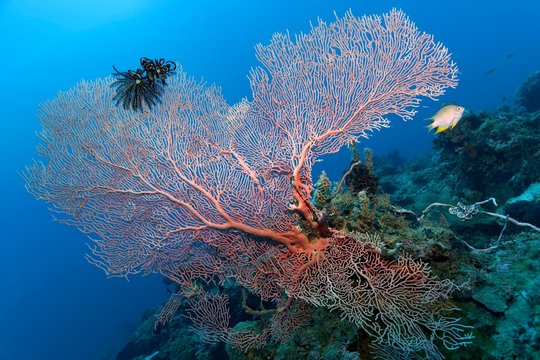 Feather star (Comantula rotalarius) sitting on soft coral (Annella mollis), golden damselfish (Amblyglyphidodon aureus), Palawan, Mimaropa, Sulu Lake, Pacific Ocean, Philippines, Asia