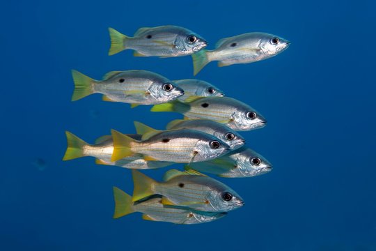 Ehrenberg's Snapper
