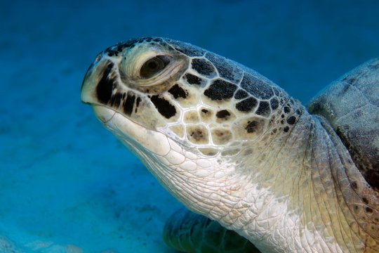 Green turtle (Chelonia mydas) also , Portrait from front, Red Sea, Egypt, Africa