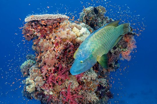Adult Humphead Wrasse (Cheilinus undulatus) swims over Coral Tower, Red Sea, Egypt, Africa