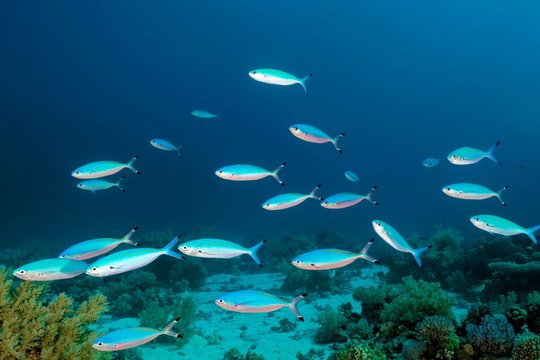 633,493 BEST Coral IMAGES, STOCK PHOTOS & VECTORS | Adobe Stock