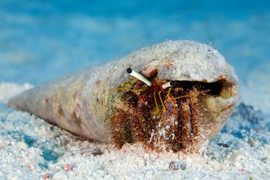 Hermit crab (Aniculus retipes) in snail shell on sandy bottom, Red Sea, Egypt, Africa