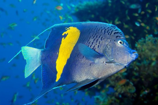 Halfmoon angelfish (Pomacanthus maculosus), Red Sea, Egypt, Africa
