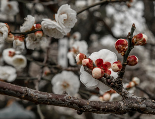 Spring blossom