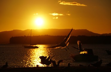 カモメ達が舞うタウランガの夕焼け