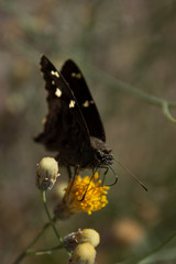 Big Grizzled Skipper over Desert Sweet Buch