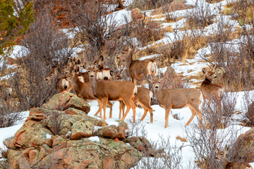 Beautiful Herd of Mule Deer