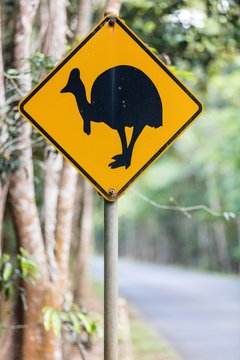 Warning sign on the side of the road, Southern cassowary (Casuarius casuarius), Daintree National Park, Queensland, Australia, Oceania