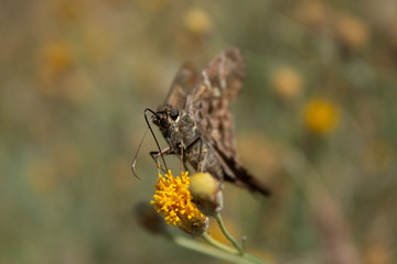 Grizzled Skipper Over Sweet Buch Flower