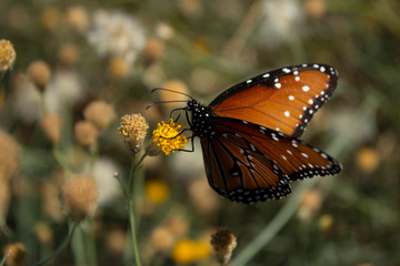 Monarch Butterfly Over Desert Sweet Buch