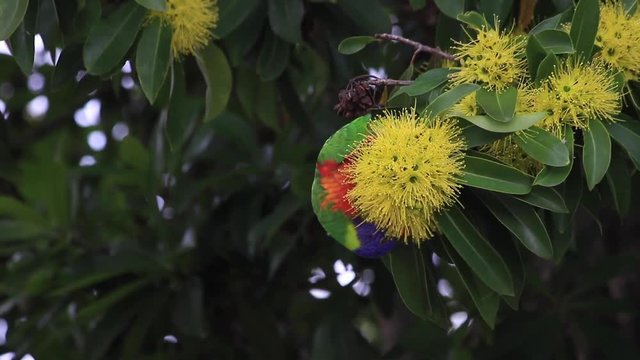 The flowers of the golden penda tree (Xanthostemon chrysanthus)&nbsp;and rainbow lorikeet  in spring early summer Gold Coast Australia Queensland