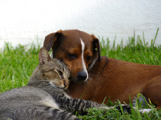 Beagle dog and gray kitten,