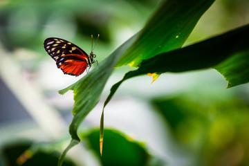 Butterfly on a Leaf