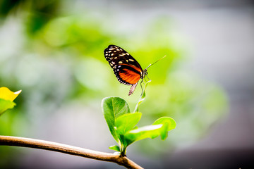 Butterfly on a Leaf